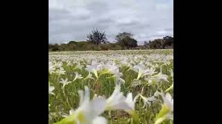 Campos floridos de lírios do vento em Itinga MG [upl. by Ativoj]