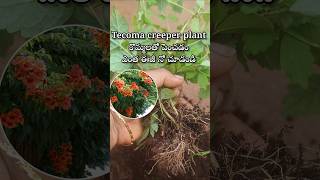 Easy to grow Tecoma creeper plant from cuttings youtubeshorts shortsyoutube tecoma [upl. by Inavoy827]