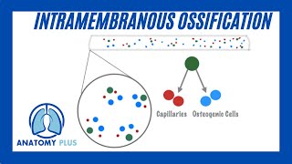 Intramembranous Ossification [upl. by Anileve615]