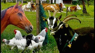 Top25 Most beautiful Farm Animals  rare breeds of lifestock cattle goats chickens horse poultry [upl. by Martineau]