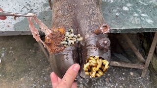 SHOCKING truth about cutting and trimming cow hooves removing screws stuck in hooves [upl. by Karilla]