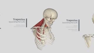 Trapezius Panorama Muscles in Complete Anatomy 360 [upl. by Einnos965]