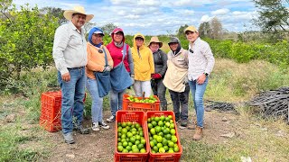 Huerta LIMÓN PERSA sin semilla  Como tener todo el año limones y amarre de frutos  Floración [upl. by Eiznikam673]