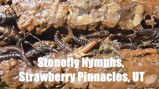 Fly Fishing with JANSCOM Stonefly Hatch Strawberry Pinnacles Utah [upl. by Nesrac]