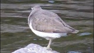 COMMON SANDPIPER  Dunsop River  Forest of Bowland Actitis hypoleucos [upl. by Ettenor753]