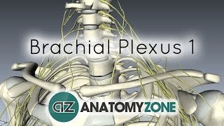 Brachial Plexus  Branches  3D Anatomy Tutorial [upl. by Piper]