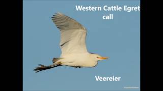 Western Cattle Egret Call [upl. by Mulvihill985]