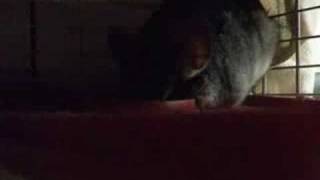 Funny Narcoleptic Chinchilla Pet Video [upl. by Marylynne]