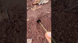 The process of using ants to repel farmland pests [upl. by Eerpud529]