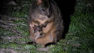 Pademelon Wallaby With Joey in Pouch [upl. by Keely]