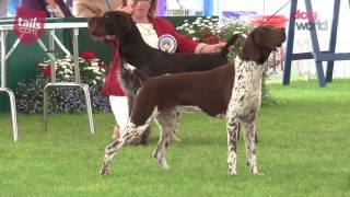 Windsor Dog Show 2016  Gundog group [upl. by Drof592]