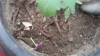 Repotting Of Cherry Tomato Plant Complete Care Tips And Soil khoobsuratnature6227 [upl. by Aihsrop]