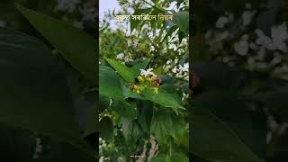 Modhumoi abeli short video zubeengargmusic4594 [upl. by Jo-Anne]