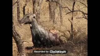 Asiantic lion hunting Nilgai or Blue bull in Gir national park Gujarat [upl. by Brenk]