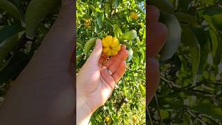 Stans Citremon Lemon x Trifoliate Orange hardycitrus citrus gardening [upl. by Leilani]