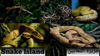 Snake Island The Deadliest Place on Earth [upl. by Ilaire]