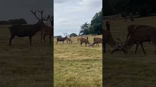 “Reindeer vibes peaceful grazing turned into a horntohorn showdown 🦌✨ MajesticCreatures” [upl. by Kohcztiy]