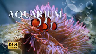 𝕡𝕝𝕒𝕪𝕝𝕚𝕤𝕥 𝐮𝐧𝐝𝐞𝐫𝐰𝐚𝐭𝐞𝐫 🐬quotClownfish Out Here Flexin Nemo Who quot 🐠 Relaxing music no ads [upl. by Suixela]