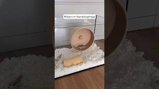 Milben im Hamstergehege 🐹 hamstercage hamsters hamstershortvideo pets [upl. by Fifine]