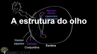 A estrutura do olho  Visão  Saúde e medicina fisiologia avançada do sistema nervoso  Khan Academy [upl. by Yanel472]