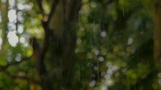 8D AUDIO Regengeräusche zum Einschlafen  Regen und Gewitter in der Natur  6 Stunden [upl. by Imtiaz]