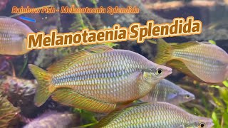 Rainbow Fish  Melanotaenia Splendida [upl. by Ahsed]