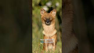 Dhole  Asias Rare Wild Dogs [upl. by Siraj]