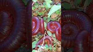 Expert Entomologist Shares Top Millipede Care Secrets 10 [upl. by Heffron]