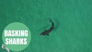 Stunning Drone Footage Captures Basking Sharks Feeding Off The West Coast [upl. by Ruyam862]