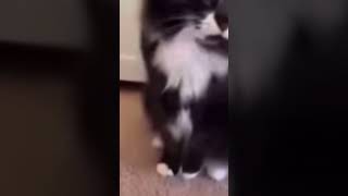 Credit Karl Gerät memes meme funny cat cats edit [upl. by Enyallij213]