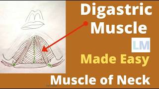 Digastric muscle  Origin  insertion  Nerve supply and actions  digastric muscle anatomy [upl. by Ogirdor]