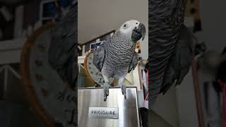 clarencecartertheafricangrey parrot birds africangreys [upl. by Charmain]