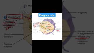 Phagocytosis biology neet science immunity lifescience [upl. by Columbyne]