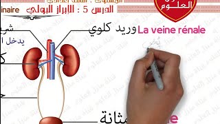 درس الإبراز البولي مستوى الثالثة إعدادي الجزء الأول  Excrétion urinaire 3AC SVT [upl. by Zerlina]