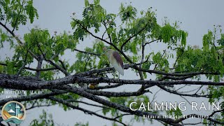 Relaxing Rain Day  A Pond Heron Enjoying Soft Rain in a Tree Branch  ASMR Sleep Sounds [upl. by Lecram]