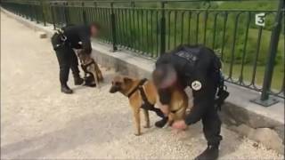 Reportage sur les chiens du RAID [upl. by Jacinda]