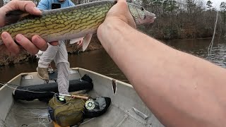 Fly Fishing a Historic North Carolina Mill Pond Catching Big Chain Pickerel and Bass [upl. by Eenafets151]