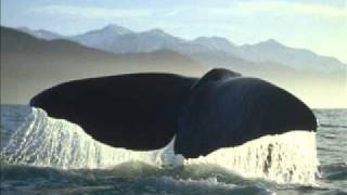 Heathcote Williams  Whale Nationwmv [upl. by Nonnarb]