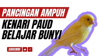 Langusng nyaut buat PANCINGAN Kenari agar GACOR PANJANG Cuit CUIT EMOSI Kenari PAUD belajar BUNYI [upl. by Tranquada]