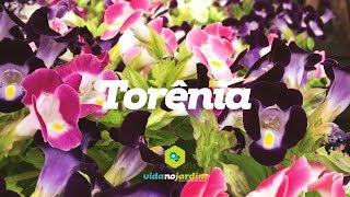 Torênia [upl. by Shaughn]