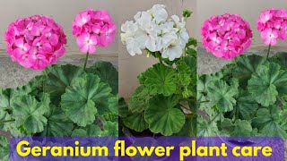 Geranium flower plant care in summer How to care geranium flower plant [upl. by Ianteen]