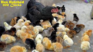 IncredibleHen Harvested 200 Eggs to baby Chicks  200 Chicks with 1 mother hen 🐣 [upl. by Ydnat]