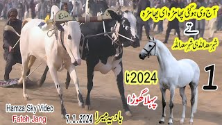 Bull Race  Badia Mara  712024  بادیہ میرا جلسہ [upl. by Natika]