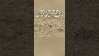 Prairie Dogs at Rocky Mountain Arsenal National Wildlife Refuge [upl. by Ryder145]