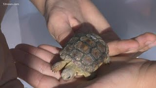 Mesquite Elementary students adopt a tortoise named Sheldon [upl. by Rhine]