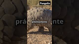 Pangolin parati fypシ゚viral fyp wildlife foryou animals trending [upl. by Eilrebmik]