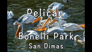 Bonelli Park  San Dimas  Pelican  鵜鶘 [upl. by Teragram]