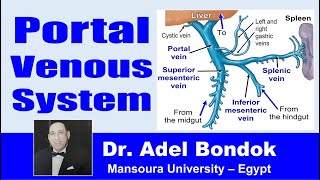 Portal Venous System Portal Vein and Portal Systemic Anastomosis Dr Adel Bondok [upl. by Trainer846]