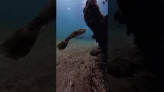 Scrawled Filefish Riviera Beach Florida [upl. by Ayyn]