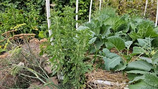 Plant of the Week Herbs How to Grow Stevia in Zone 7 [upl. by Duarte936]